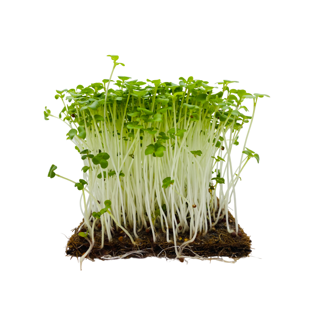 Wasabi Mustard Microgreens